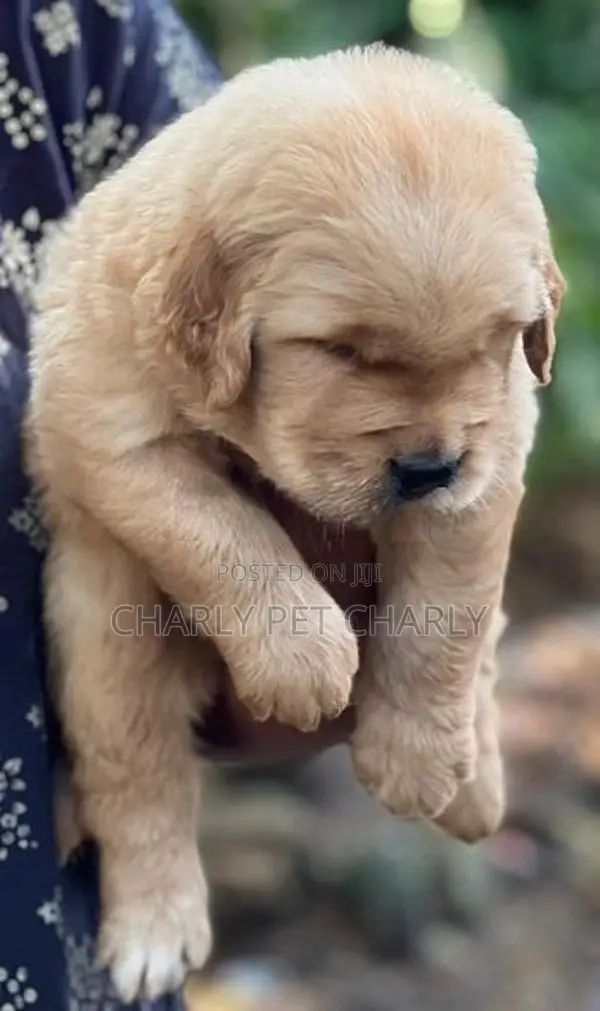 Golden Retriever Puppies