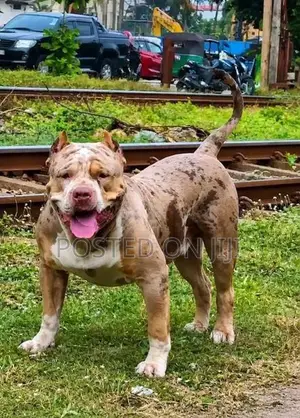 American Bully Puppies XL