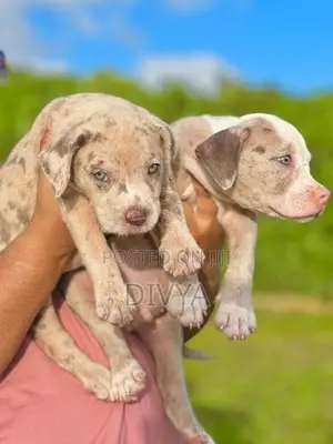 American Bully Puppies