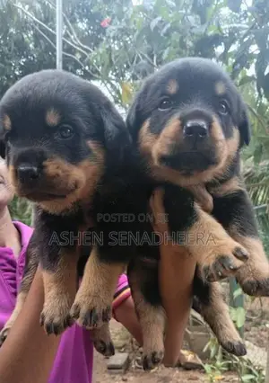 Rottweiler Puppies