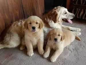 Golden Retriever Puppies