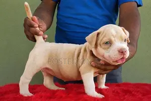 American Bully Puppies XL