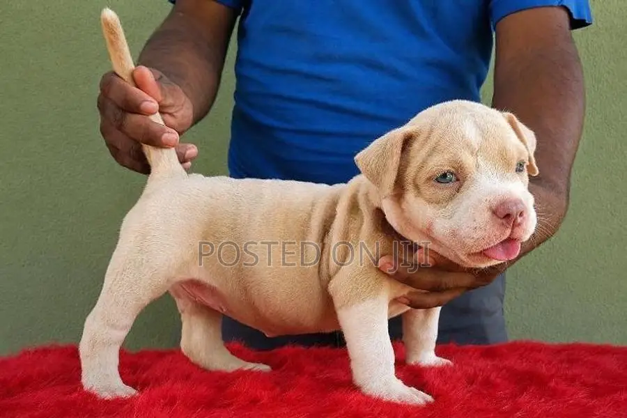 American Bully Puppies XL