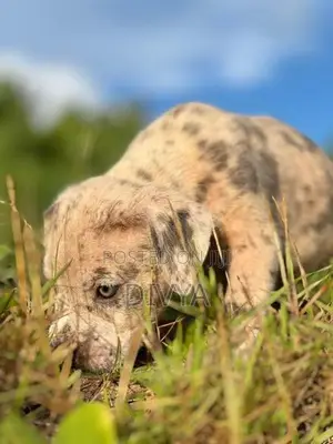 American Bully Puppies