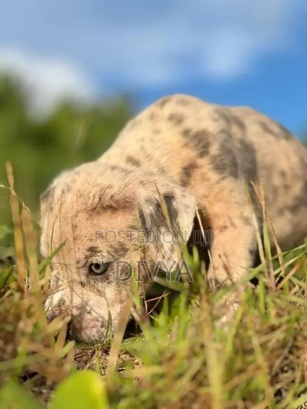 American Bully Puppies