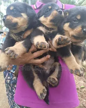Rottweiler Puppies