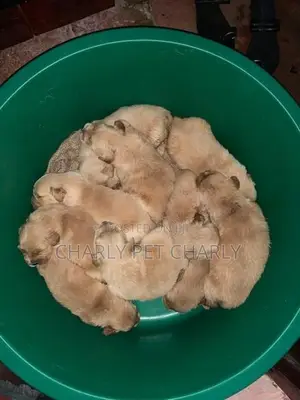 Golden Retriever Puppies