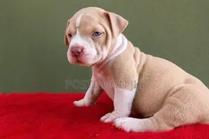American Bully Puppies XL