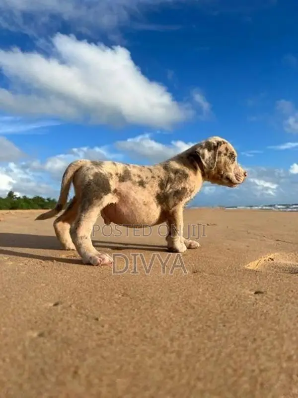 American Bully Puppies