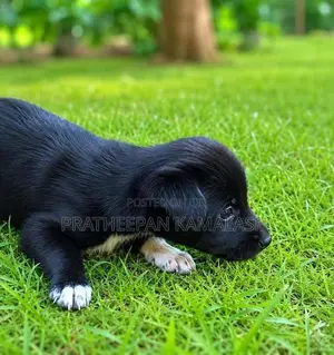 African Hunting Puppies