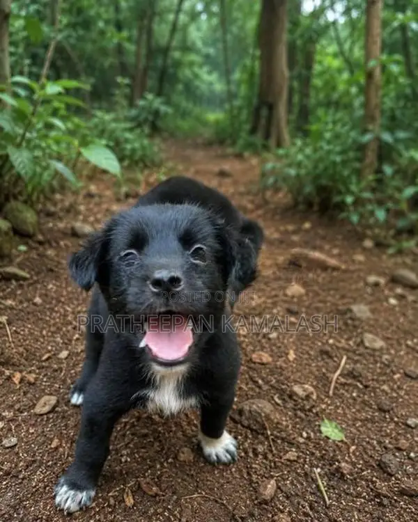 African Hunting Puppies