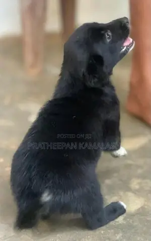 African Hunting Puppies