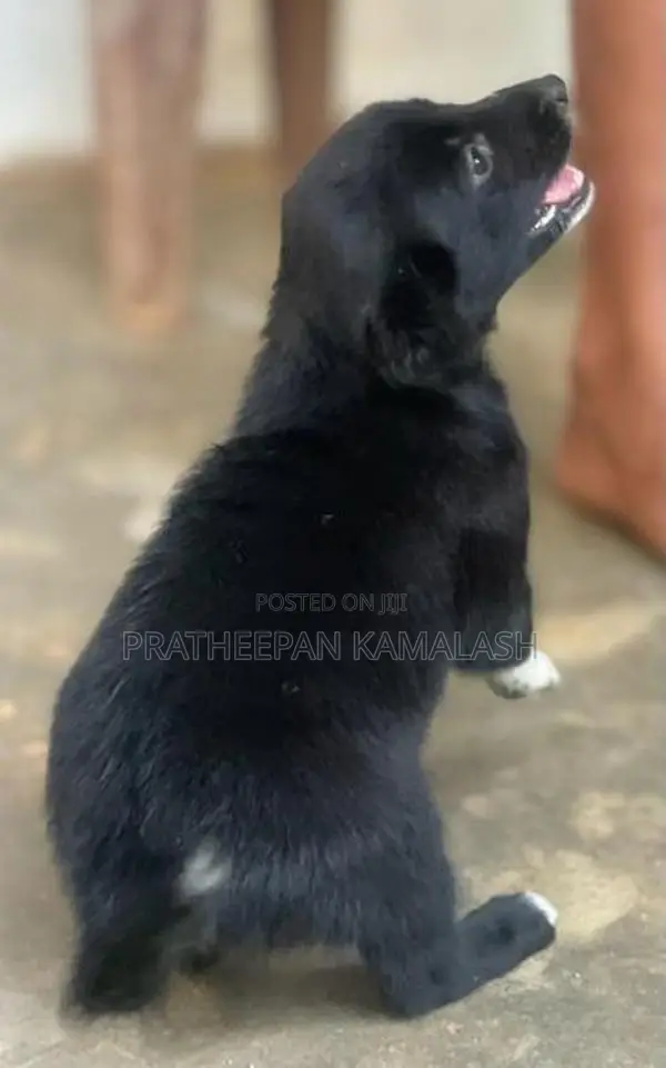 African Hunting Puppies