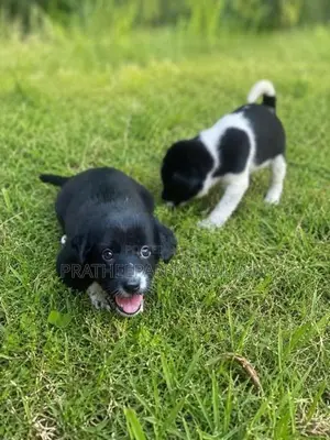 African Hunting Puppies