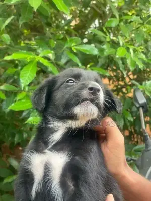 African Hunting Puppies
