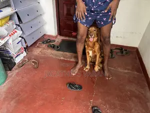 6-12 months Male Purebred Cocker Spaniel
