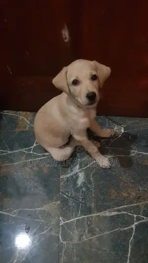 Labrador Puppy