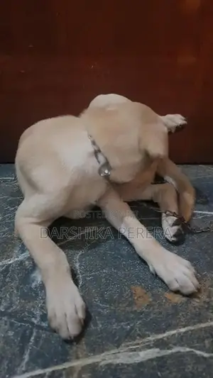 Labrador Puppy