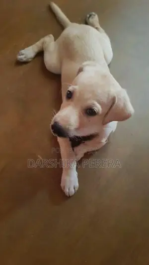 Labrador Puppy