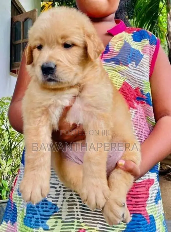Golden Retriever Puppy