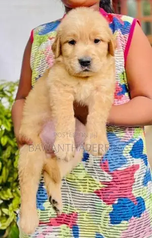 Golden Retriever Puppy