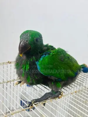 Eclectus Parrot