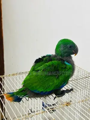 Eclectus Parrot