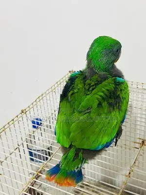Eclectus Parrot