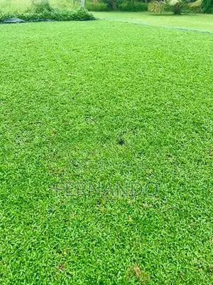 Malasiyan Carpet Grass