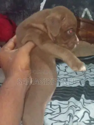 American Bully Male Puppy