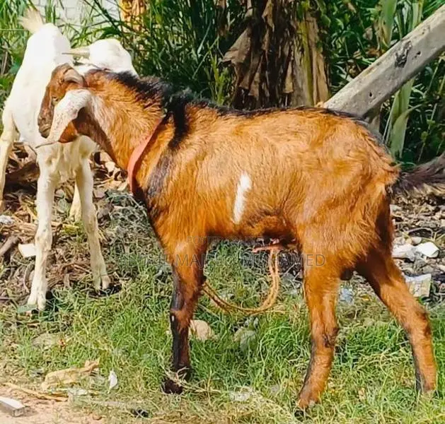 Goats
