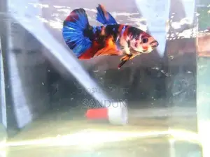 Betta (Fighter) Fish