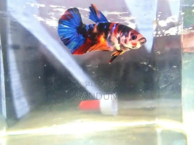 Betta (Fighter) Fish