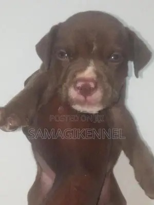 American Bully Male Puppy