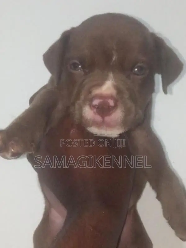 American Bully Male Puppy