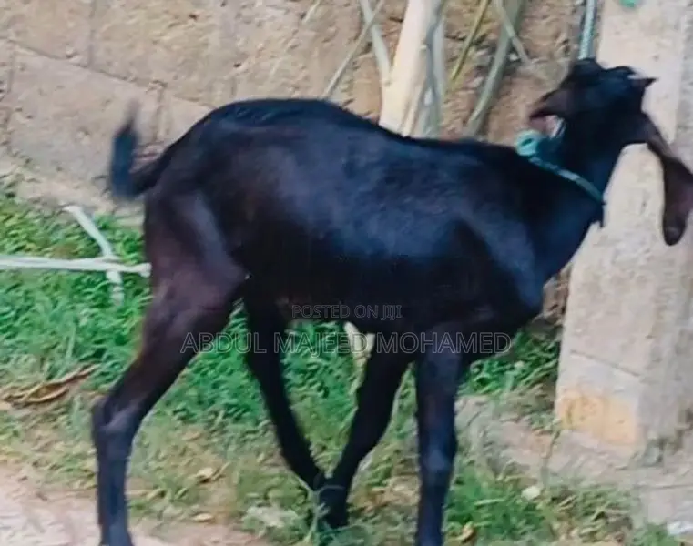 Goats
