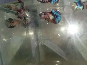 Betta (Fighter) Fish
