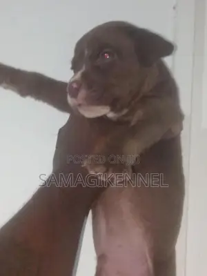 American Bully Male Puppy