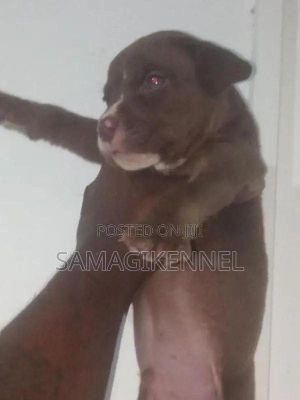 American Bully Male Puppy
