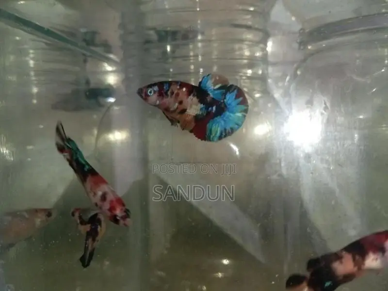 Betta (Fighter) Fish