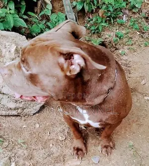 American Bully Male Puppy