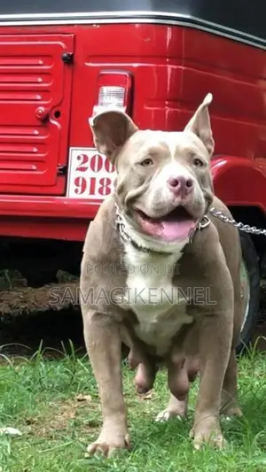 American Bully Male Puppy