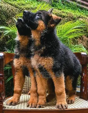 German Shepherd Puppies