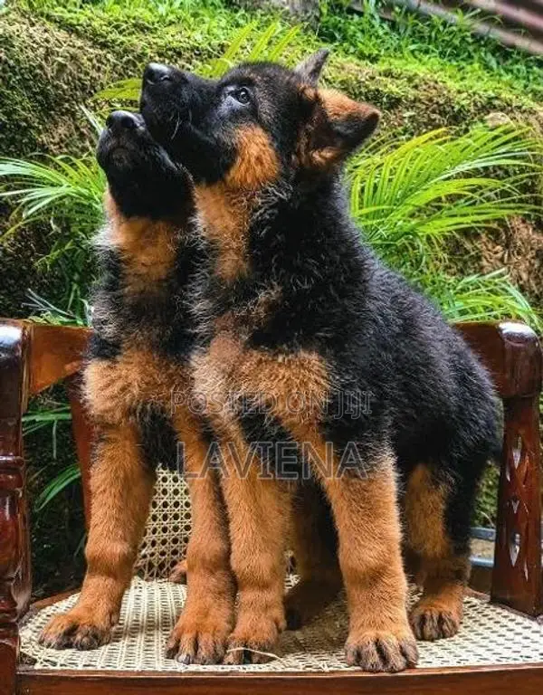 German Shepherd Puppies