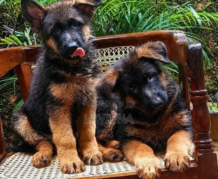 German Shepherd Puppies