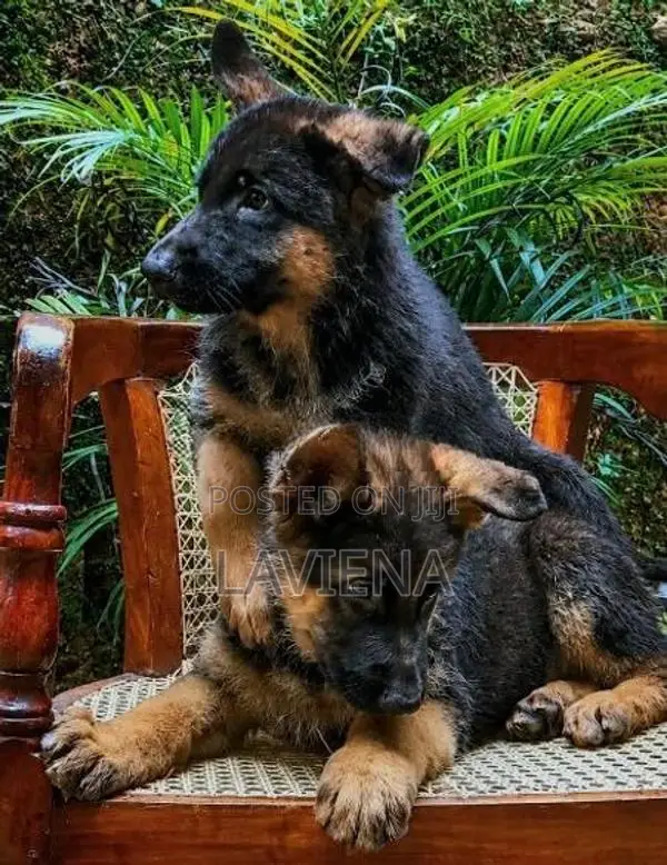 German Shepherd Puppies