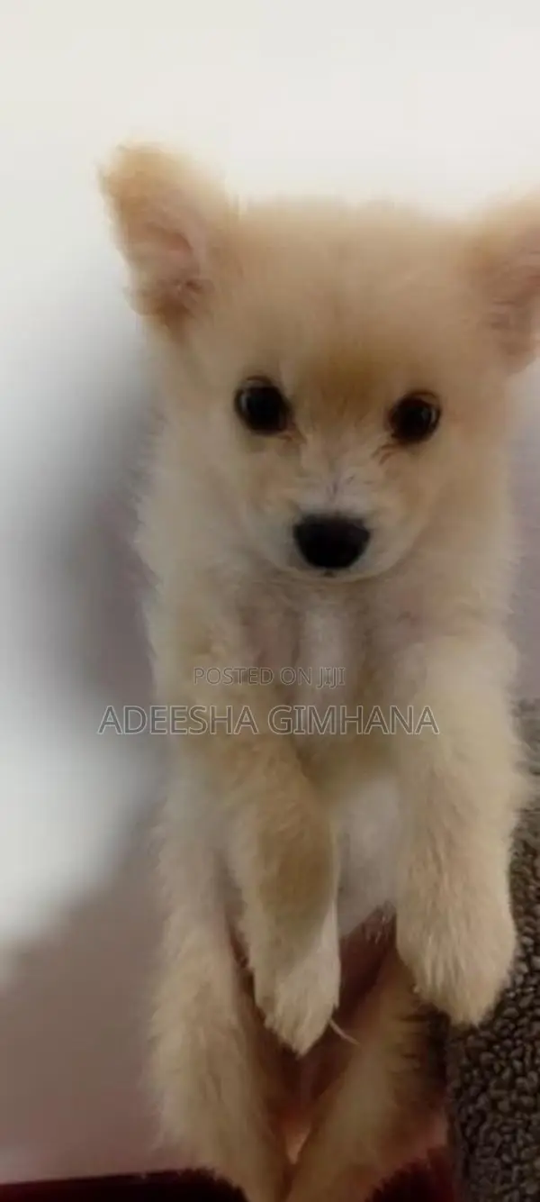 Pomanariyan Puppy