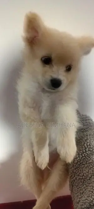 Pomanariyan Puppy