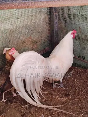 Phonix Pair Rooster