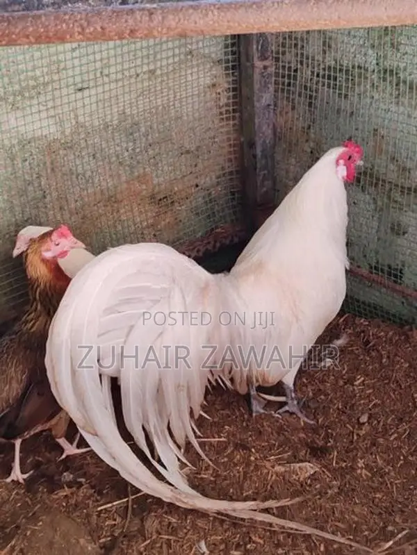 Phonix Pair Rooster